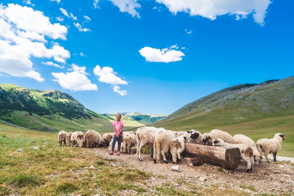 Young shepherdess with sheep